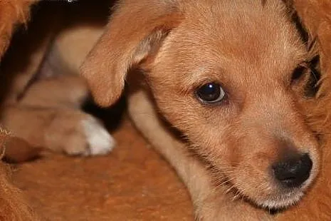 2,5 mc szczeniak biszkoptowy do adopcji,  śląskie 