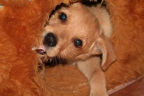 2,5 mc szczeniak biszkoptowy do adopcji,  śląskie 