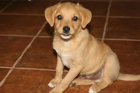 2,5 mc szczeniak biszkoptowy do adopcji,  śląskie 