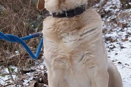 Ciekawski-biszkoptowy labrador do adopcji,  pomors