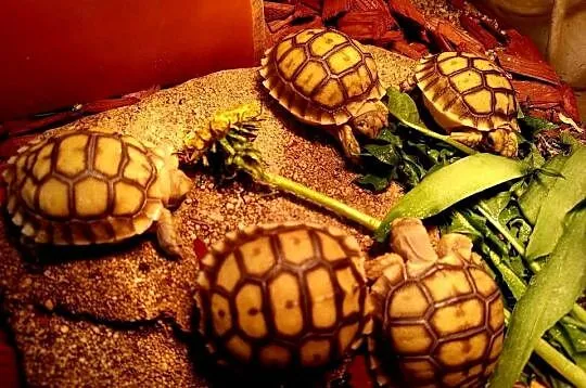 Młode Żółwie pustynne (Centrochelys sulcata), hodowla, piekne maluszki