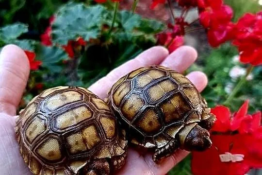 Młode Żółwie pustynne (Centrochelys sulcata), hodowla, piekne maluszki, Śląskie, Rybnik