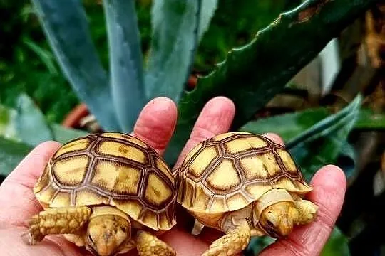 Młode Żółwie pustynne (Centrochelys sulcata), hodowla, piekne maluszki, Śląskie, Rybnik
