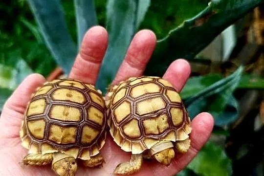 Młode Żółwie pustynne (Centrochelys sulcata), hodowla, piekne maluszki, Śląskie, Rybnik