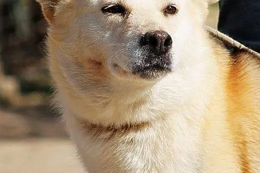 BUBA - pulchniutka, z głową w chmurach - do adopcji,  Kundelki cała Polska