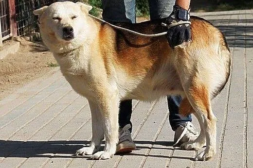 BUBA - pulchniutka, z głową w chmurach - do adopcj