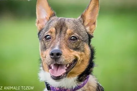 OTOZ Animals - Nugat - młodziutki, nieduży, uroczy psiak!,  pomorskie Tczew