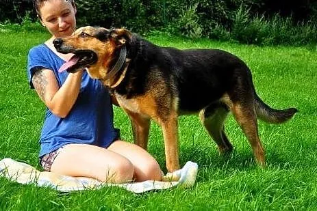 BARRY idealny stróz Twojego podwórka szuka domu,  