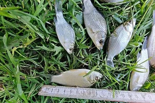 Żywiec mniejszy Narybek Karaś Srebrzysty na Szczupaka Staw lub Oczko Wodne