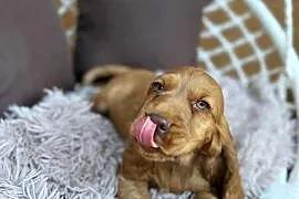 Piękny piesek Cocker Spaniel Angielski czekoladowy nos rodowód chip wyprawk