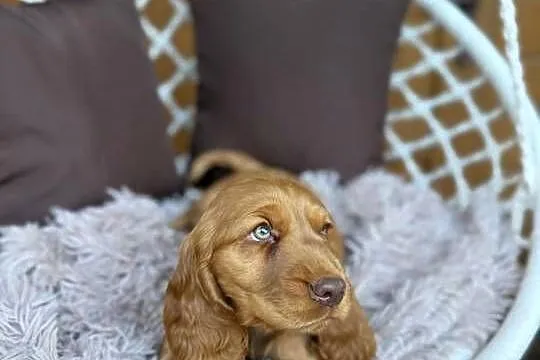 Piękny piesek Cocker Spaniel Angielski czekoladowy nos rodowód chip wyprawk, Śląskie, Katowice