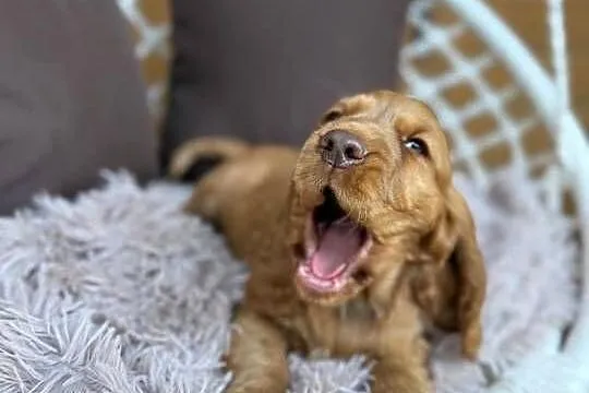 Piękny piesek Cocker Spaniel Angielski czekoladowy nos rodowód chip wyprawk, Śląskie, Katowice
