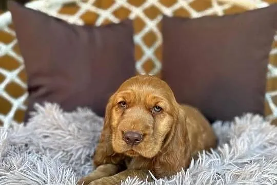Piękny piesek Cocker Spaniel Angielski czekoladowy nos rodowód chip wyprawk, Śląskie, Katowice