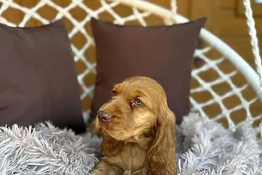 Piękny piesek Cocker Spaniel Angielski czekoladowy nos rodowód chip wyprawk, Śląskie, Katowice