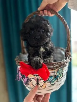 słodki peselk maltipoo wesoły piesek szuka nowego domku wychowywany w warunkach domowych ,uwielbia d