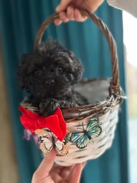 słodki peselk maltipoo wesoły piesek szuka nowego domku wychowywany w warunkach domowych ,uwielbia d, , ełk
