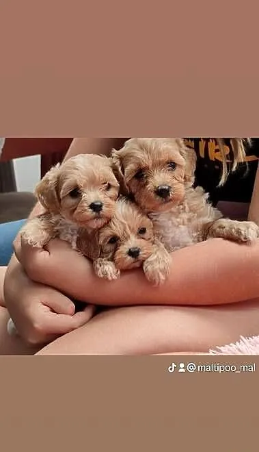 Maltipoo F1, Warmińsko-mazurskie, Olsztyn