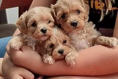 Maltipoo F1, Warmińsko-mazurskie, Olsztyn