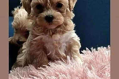 Maltipoo F1, Warmińsko-mazurskie, Olsztyn