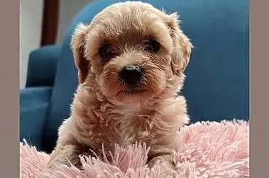 Maltipoo F1, Warmińsko-mazurskie, Olsztyn