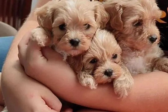 Maltipoo F1, Warmińsko-mazurskie, Olsztyn