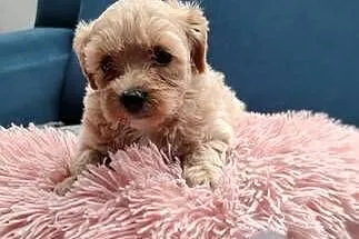 Maltipoo F1, Warmińsko-mazurskie, Olsztyn