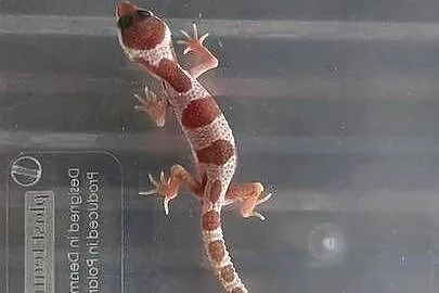 Gekon Lamparci | Gekony Lamparcie | Wysyłka | Tanio, Dolnośląskie, Wrocław