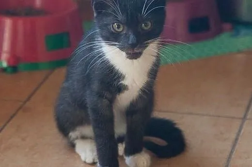 Cudny kociak MAURYCY szuka domku :),  mazowieckie 