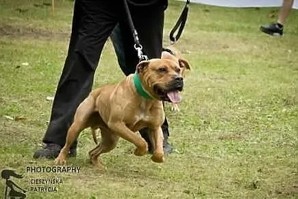 Szczeniaki American Pit Bull Terrier