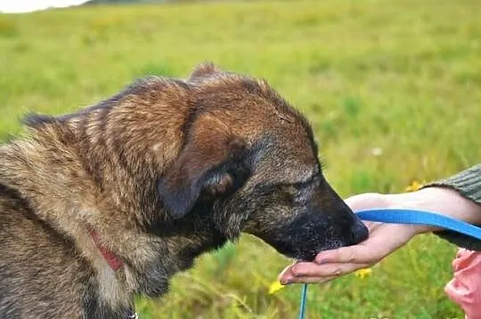 Megan i Neska - od urodzenia, od 8 lat razem w jed