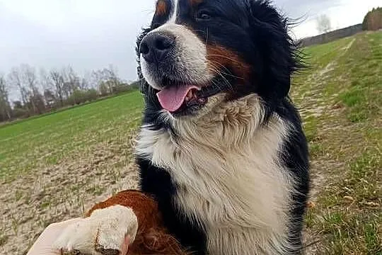 Berneński pies pasterski, Podkarpackie, Otałęż