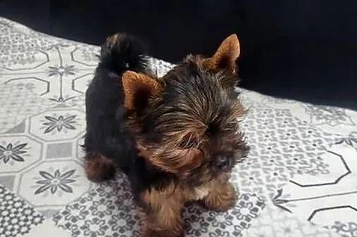 York Yorkshire terrier piesek