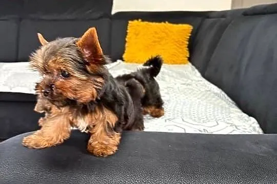 York Yorkshire terrier piesek, Świętokrzyskie, Łukowa