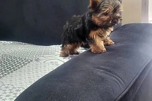 York Yorkshire terrier piesek, Świętokrzyskie, Łukowa
