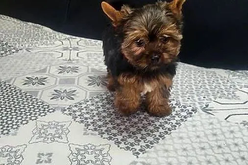 York Yorkshire terrier piesek, Świętokrzyskie, Łukowa