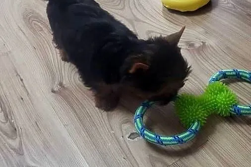 York Yorkshire terrier piesek, Świętokrzyskie, Łukowa
