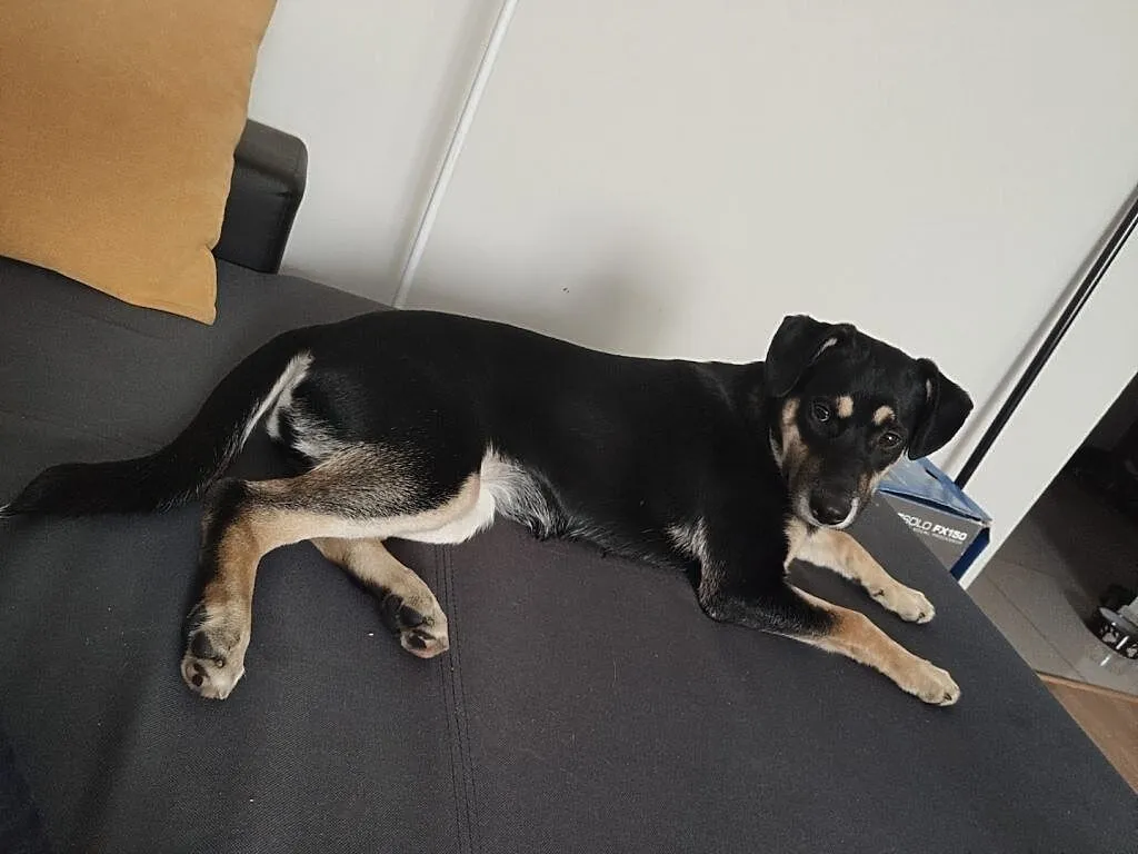 Bari, 6 miesięczna sunia, wesoła, rezolutna do pok