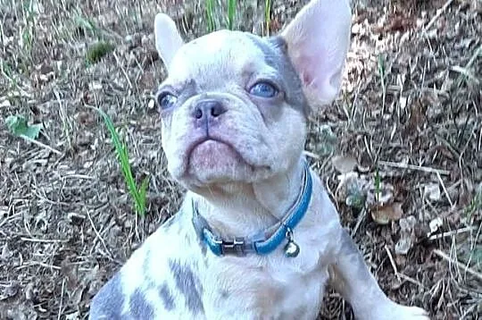 Buldog francuski pieski