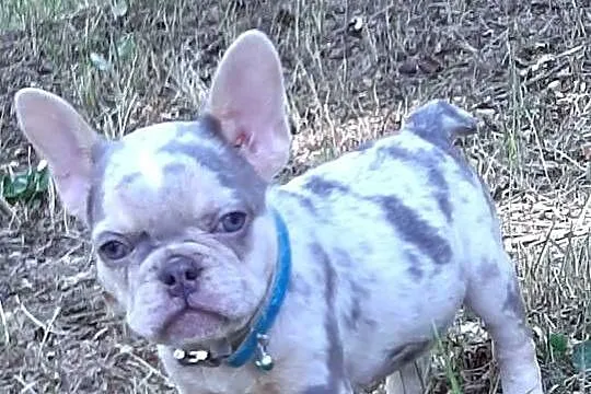 Buldog francuski pieski, Łódzkie, Pabianice