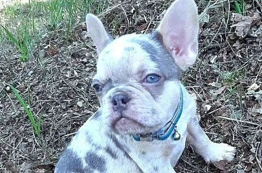 Buldog francuski pieski, Łódzkie, Pabianice