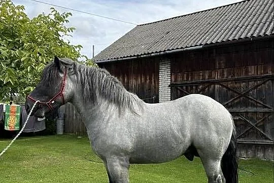 Siwy koń zimnokrwisty ogier, Świętokrzyskie, Bodzentyn