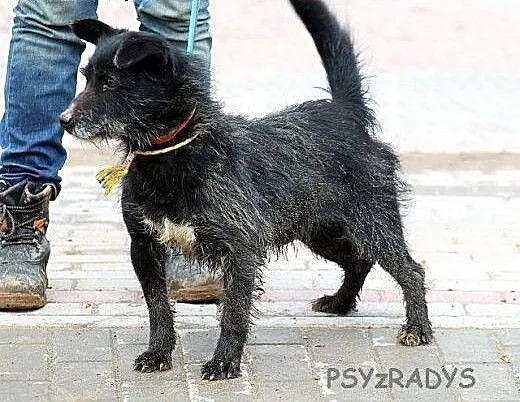 FRIKO piękny szorściak, bardzo radosny i pogodny d