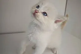 Ragdoll Kocięta
