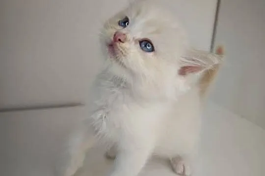 Ragdoll Kocięta