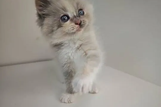 Ragdoll Kocięta, Mazowieckie, Kołaków