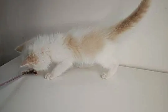 Ragdoll Kocięta, Mazowieckie, Kołaków