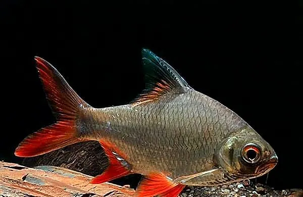 Brzanka Schwanenfelda - wielka - Barbonymus schwanefeldii, Pomorskie, Gdańsk