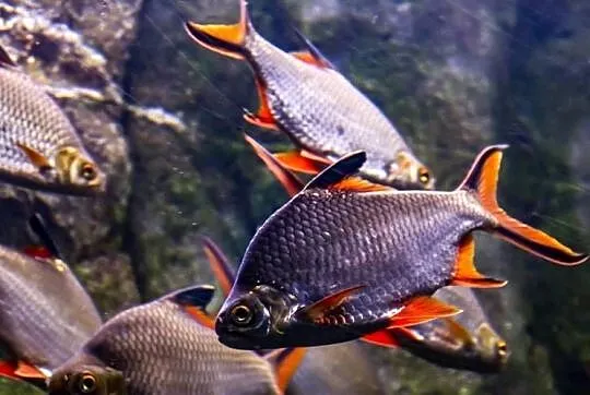 Brzanka Schwanenfelda - wielka - Barbonymus schwanefeldii, Pomorskie, Gdańsk