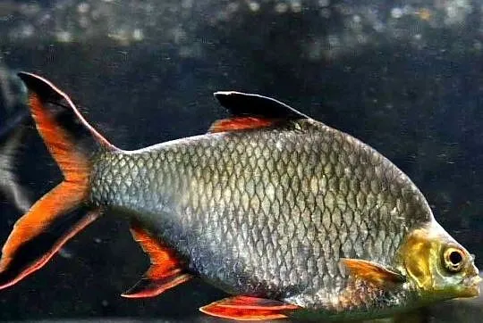 Brzanka Schwanenfelda - wielka - Barbonymus schwanefeldii, Pomorskie, Gdańsk