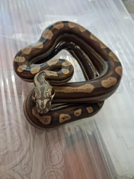 Boa BCI Samiec CA MOTLEY INCA RLT 50% poss dh Albino T+ prodigy/nicaragua
